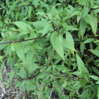 Ageratina riparia (Regel) R.M.King & H.Rob.